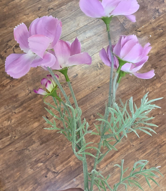 Cosmos Pink