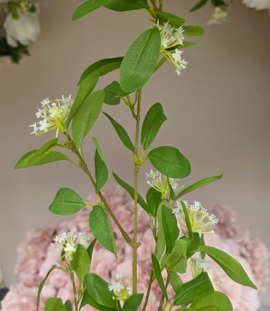 Chinese Privet