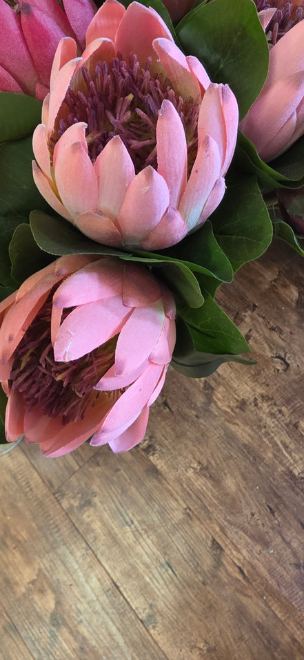 Protea - Pale Pink