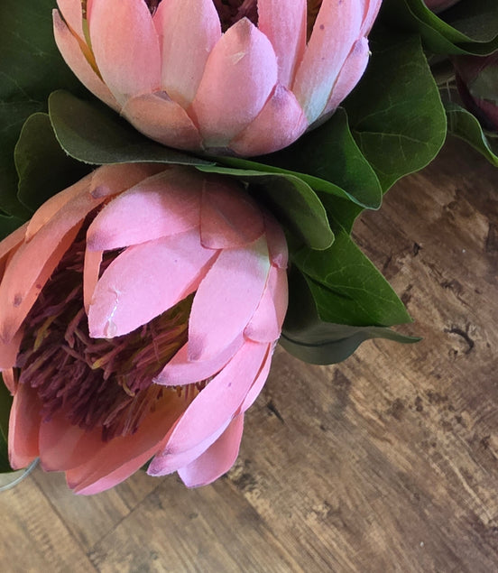 Protea - Pale Pink