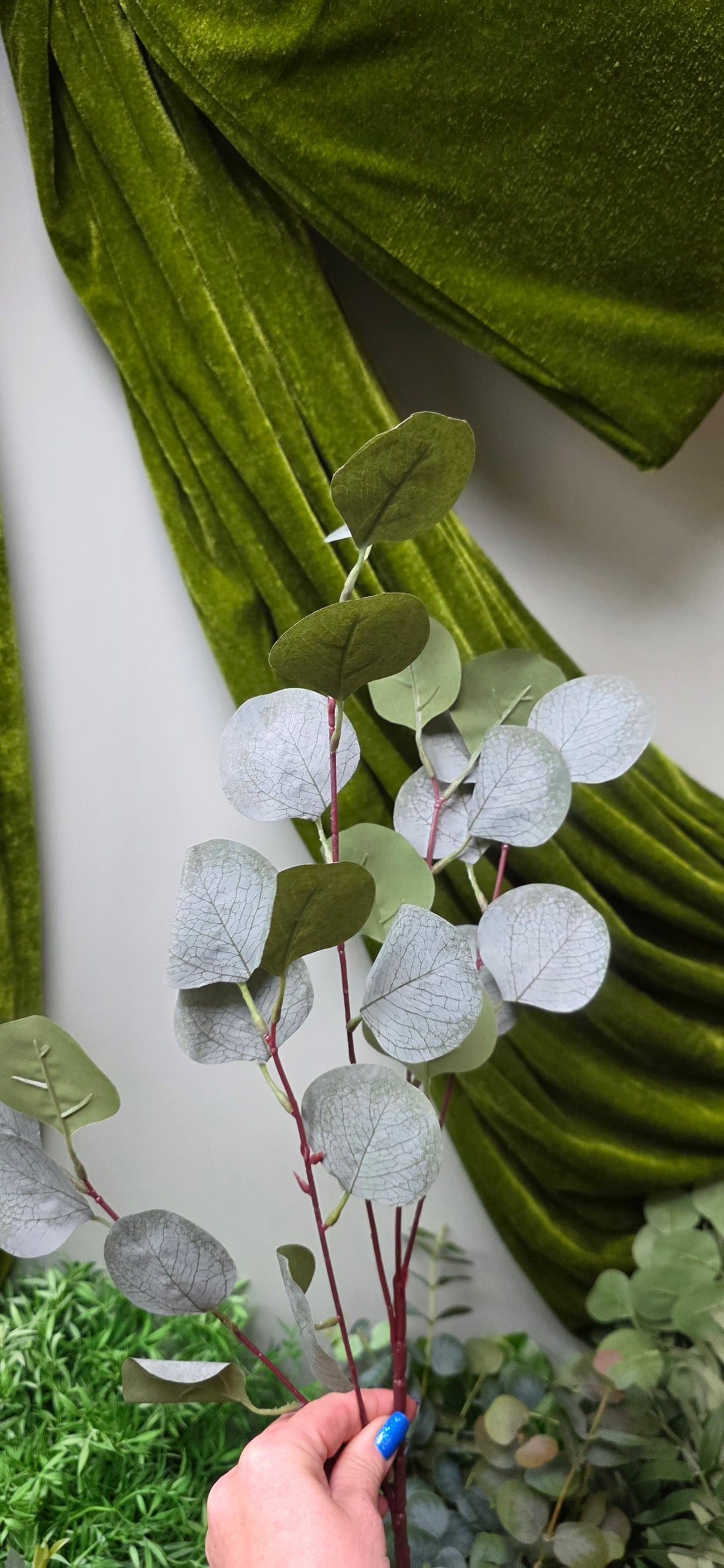 Eucalyptus Silver Dollar