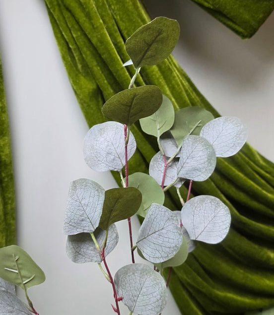 Eucalyptus Silver Dollar