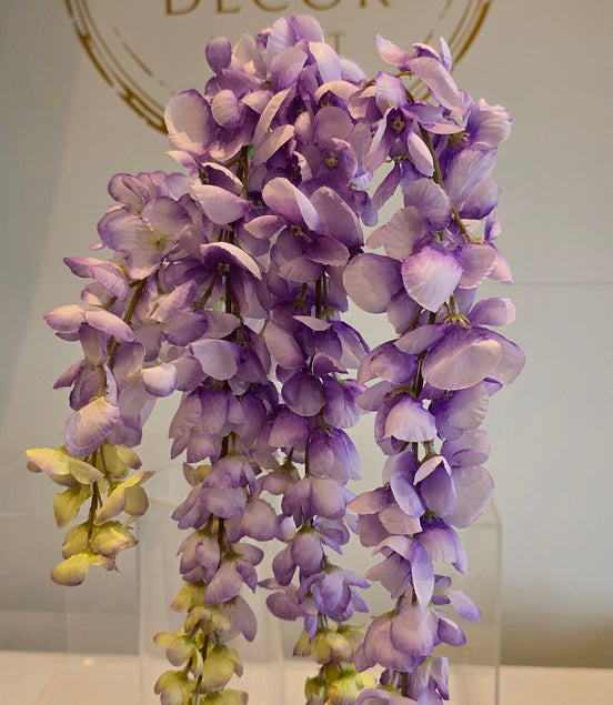 Wisteria - Purple