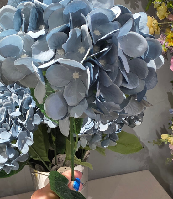 Hydrangea - Dusky Blue