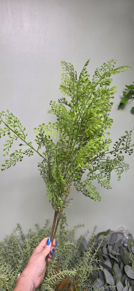Maidenhair Fern
