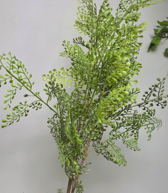 Maidenhair Fern