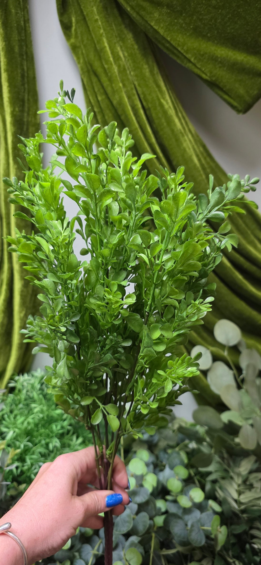 Boxwood