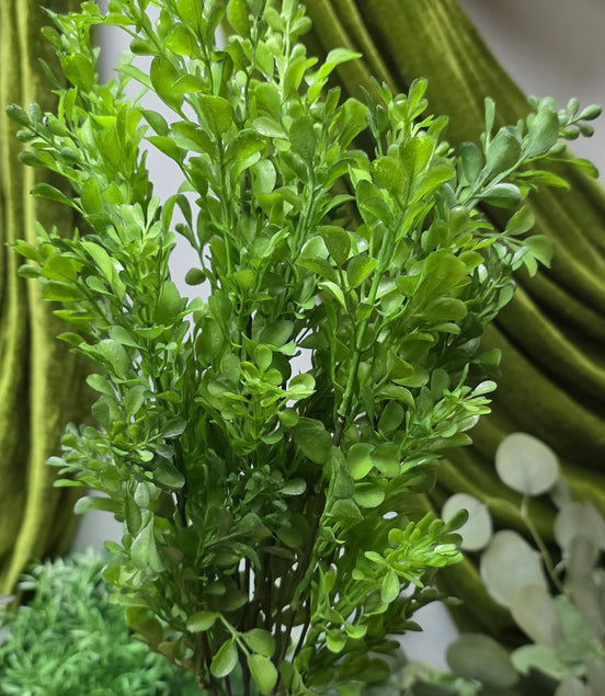 Boxwood