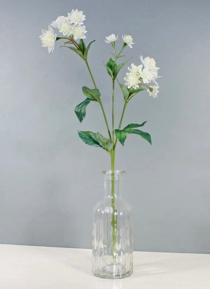 Astrantia White