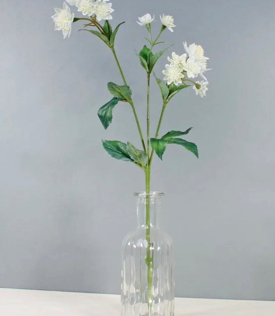Astrantia White