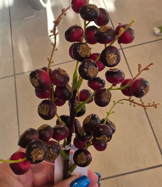 Natural Berries