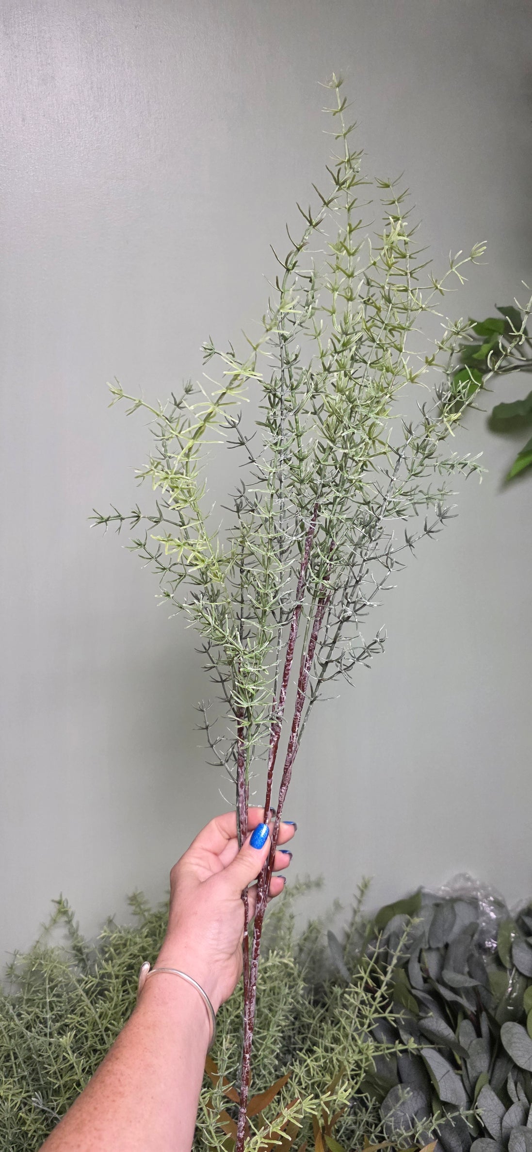 Asparagus Sprengeri - silver
