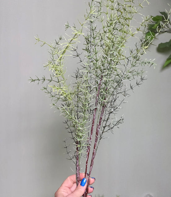 Asparagus Sprengeri - silver
