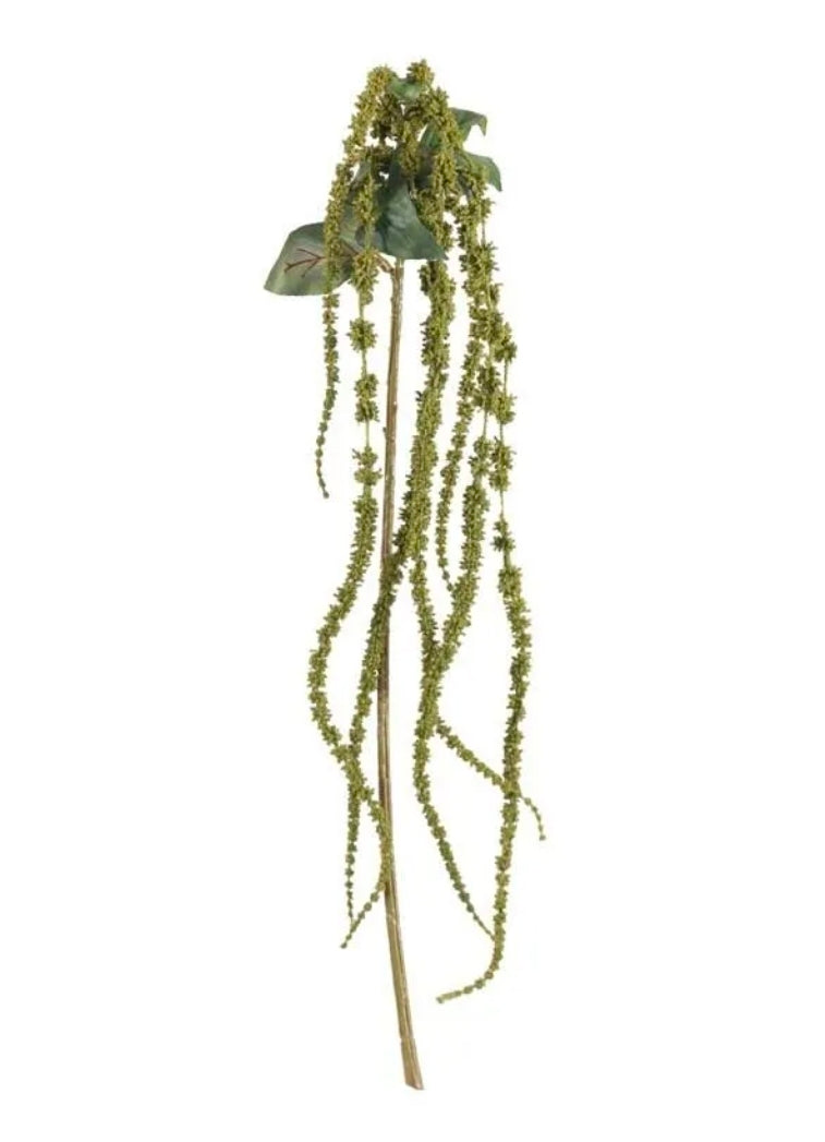 Amaranthus Green Large