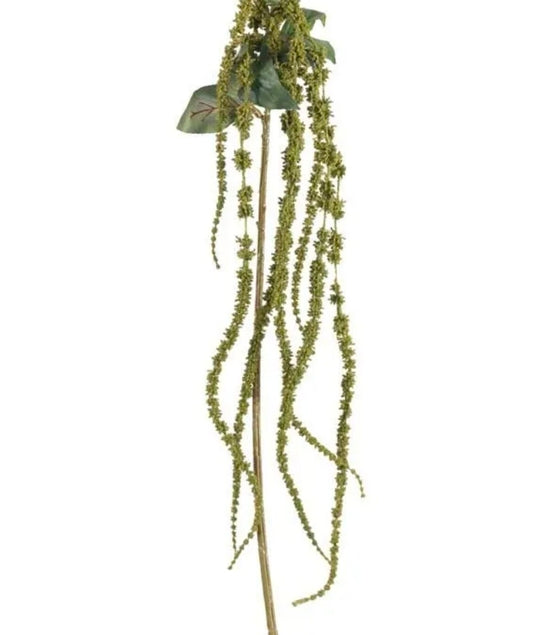 Amaranthus Green Large