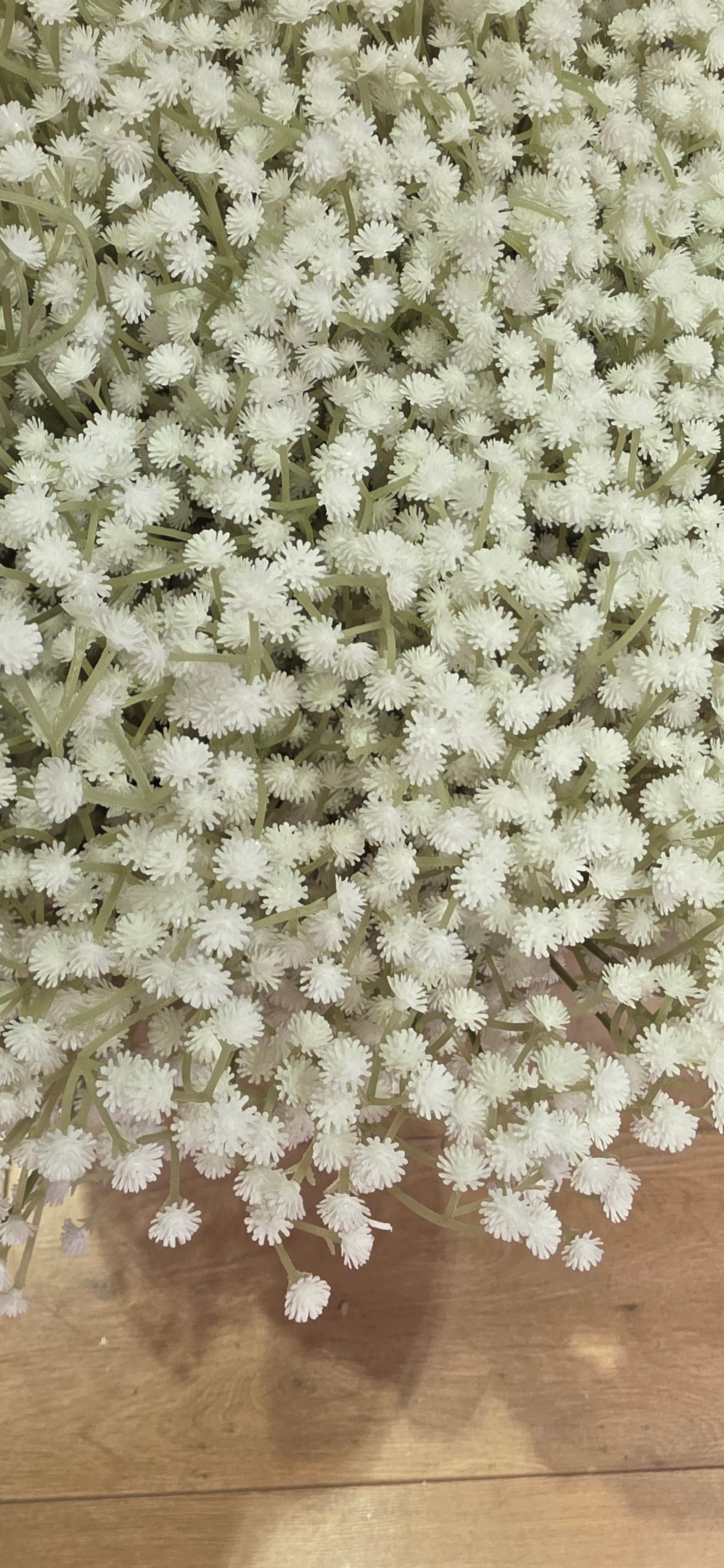 Gypsophila - Standard