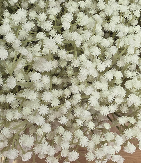 Gypsophila - Standard