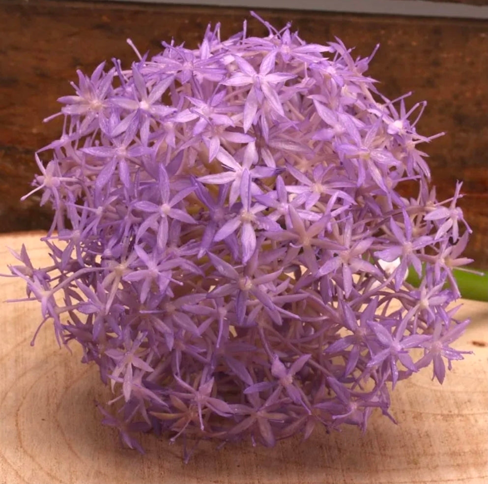 Allium Purple