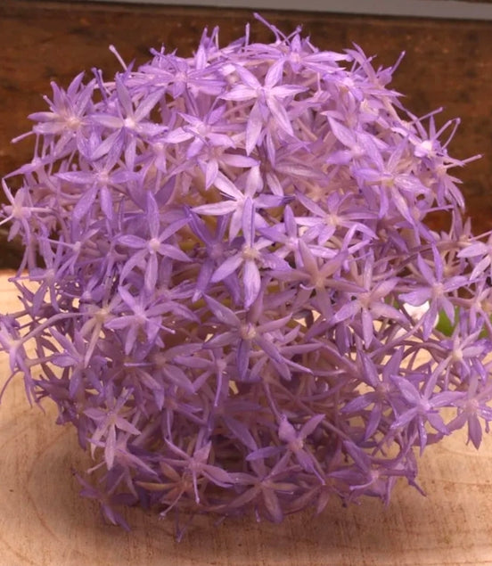 Allium Purple