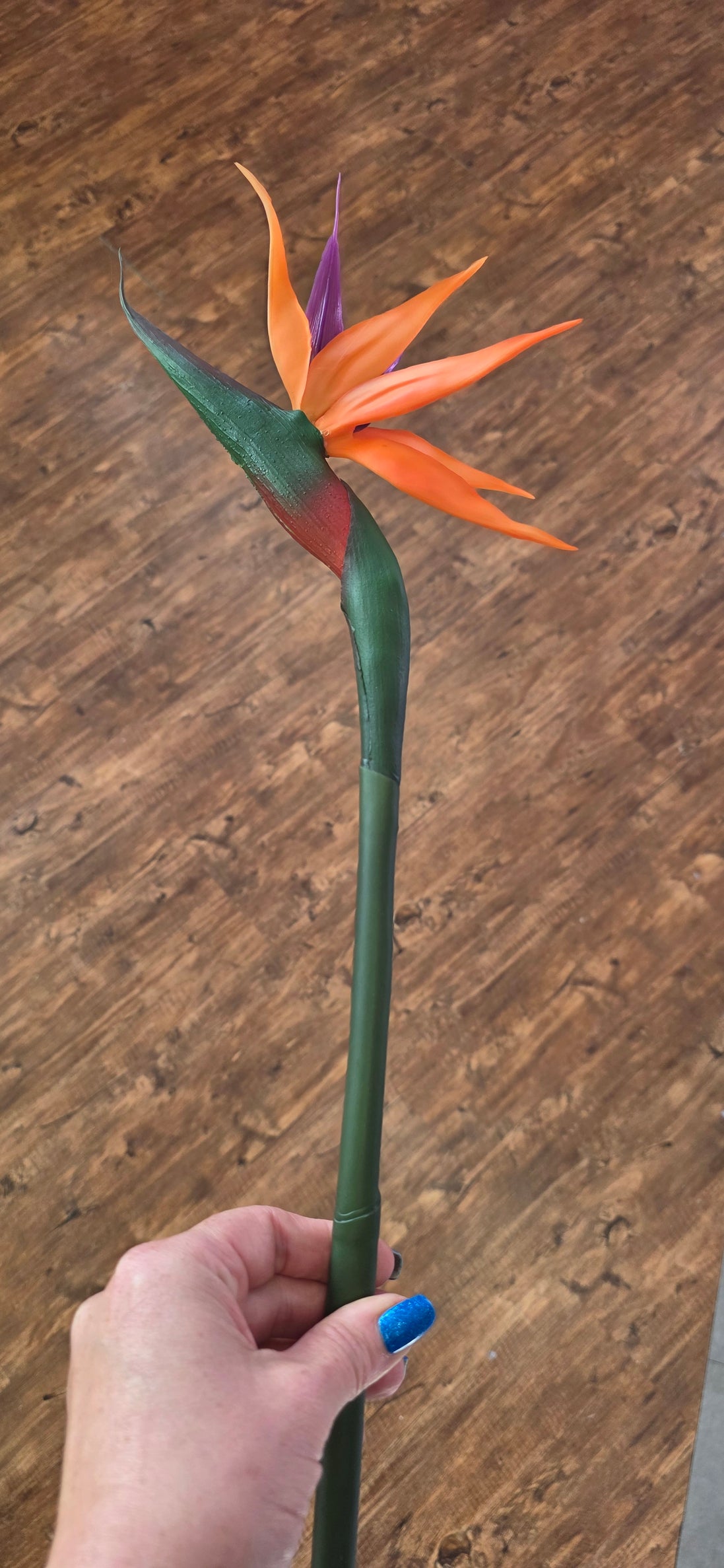 Bird of Paradise - Large