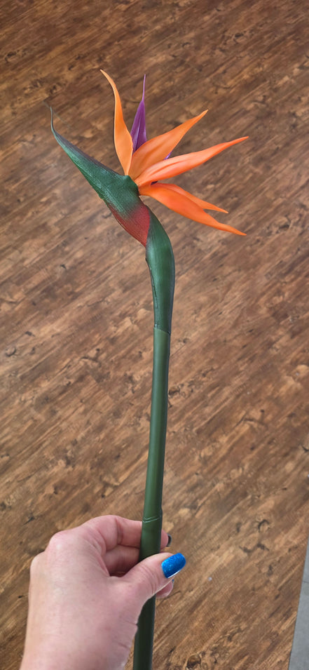 Bird of Paradise - Large