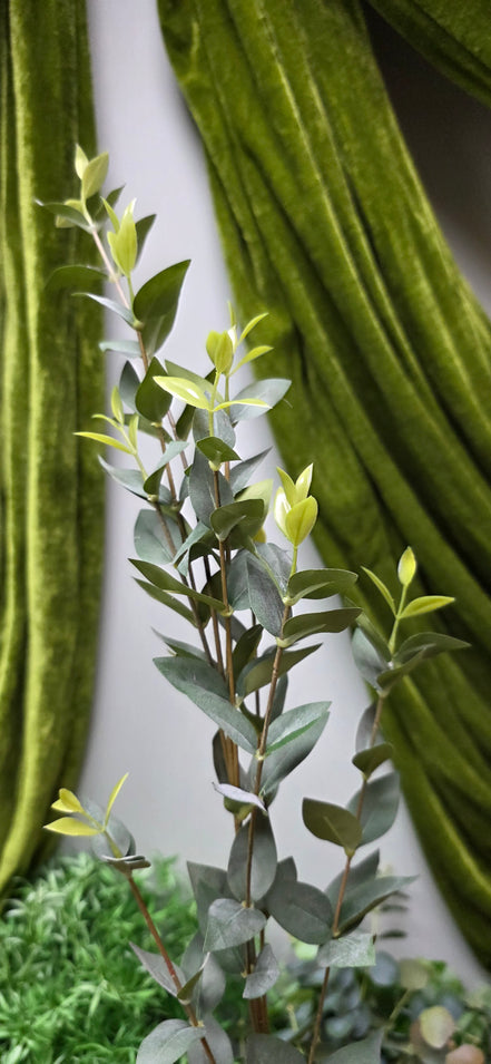 Parvifolia