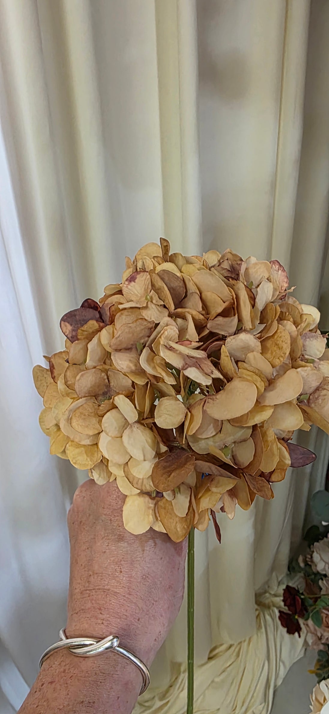 Hydrangea - Natural