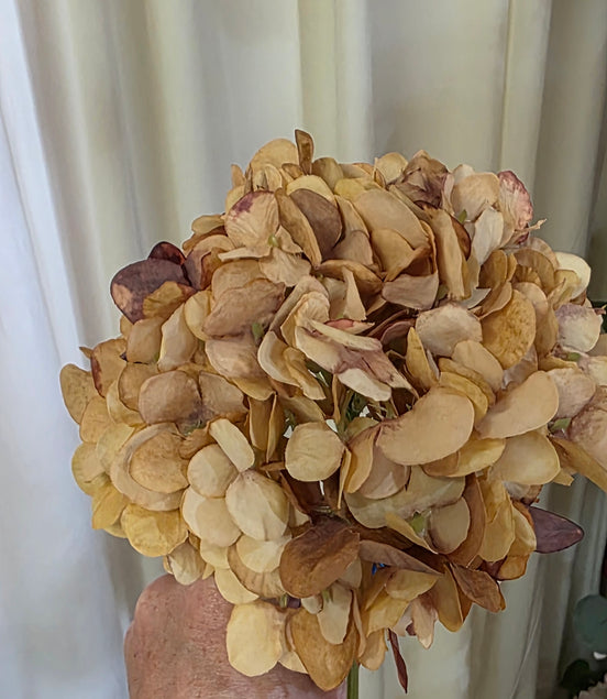 Hydrangea - Natural
