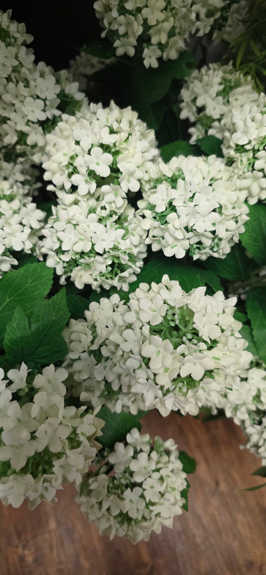 Viburnham - Japanese Pom Pom - white
