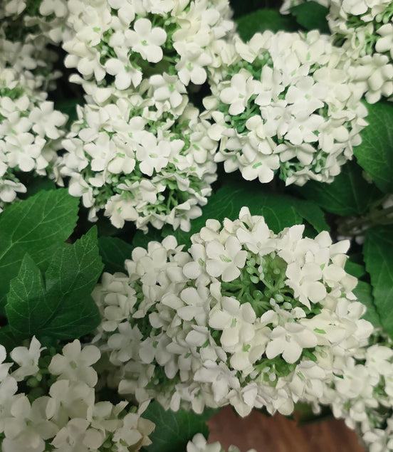 Viburnham - Japanese Pom Pom - white