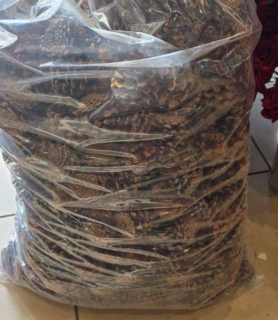 10kg Fircone