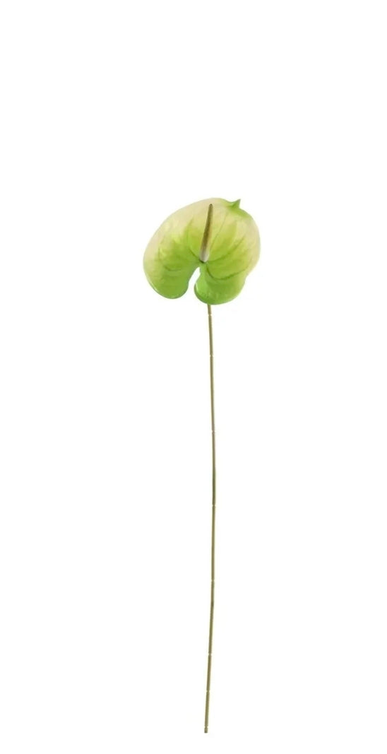 Anthurium White/Green