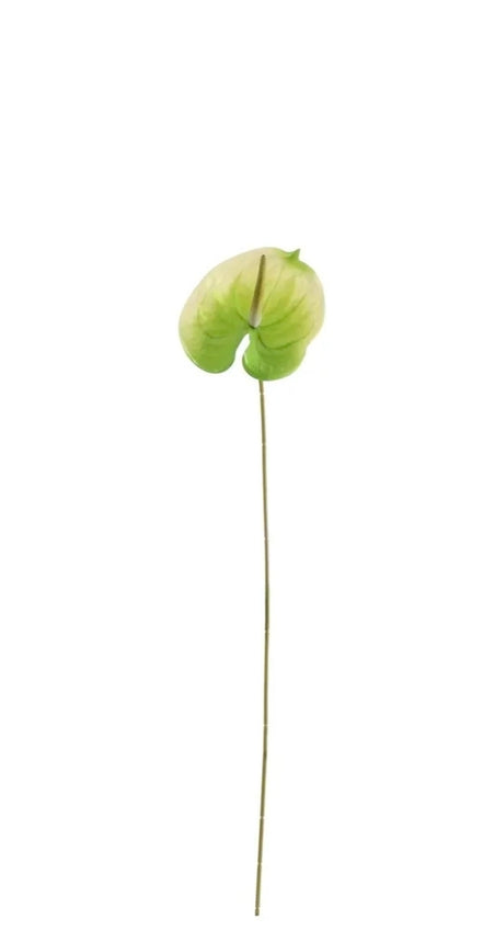 Anthurium White/Green