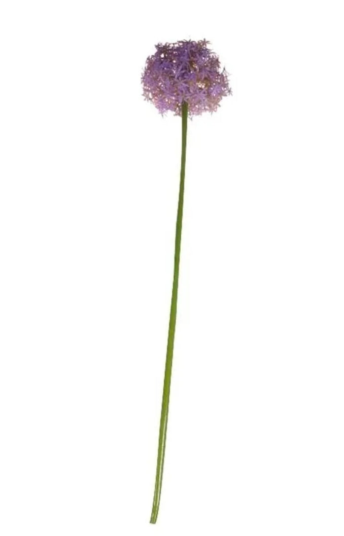 Allium Purple