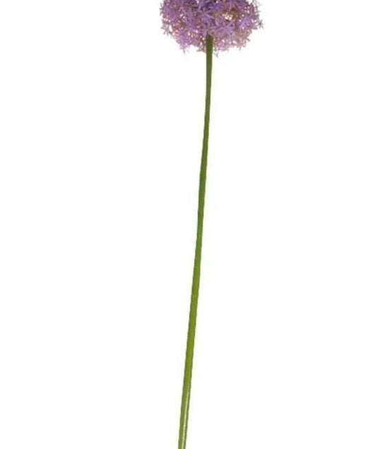 Allium Purple