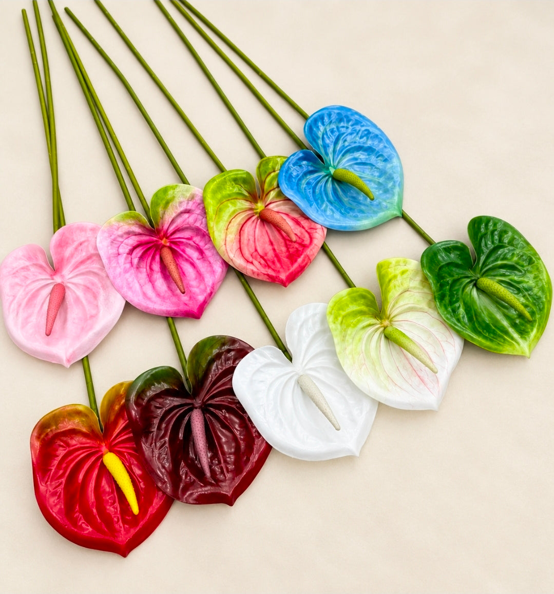 Anthurium White