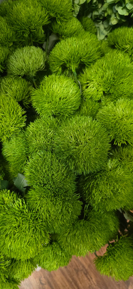 Carnation Trick - Green