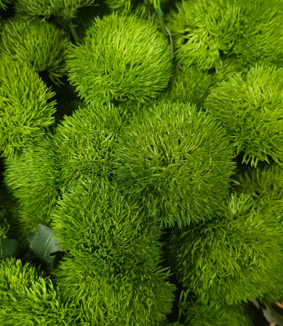 Carnation Trick - Green