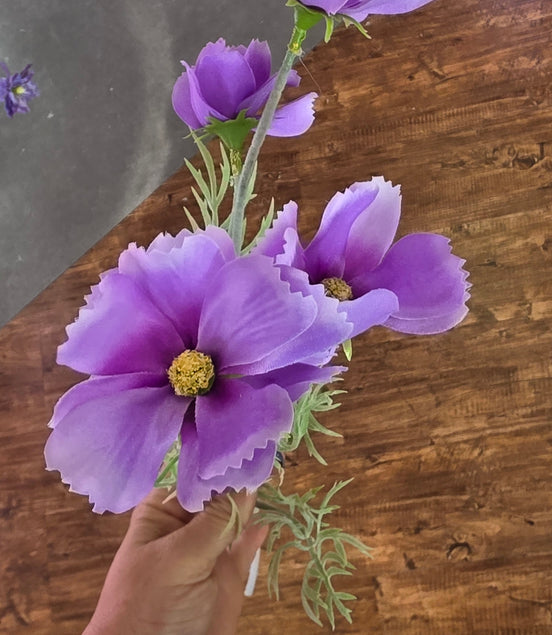 Cosmos - Purple