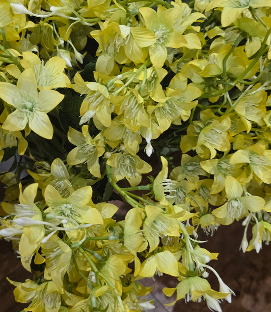 Campanula - Yellow