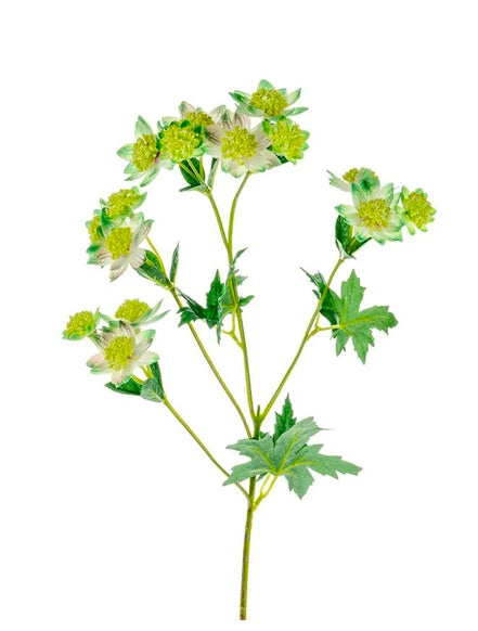 Astrantia Green