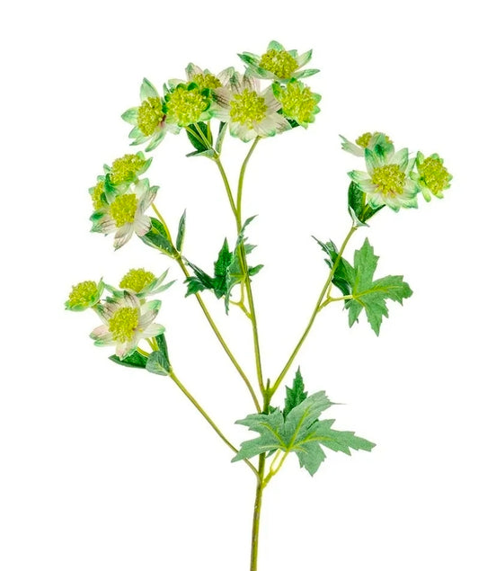 Astrantia Green