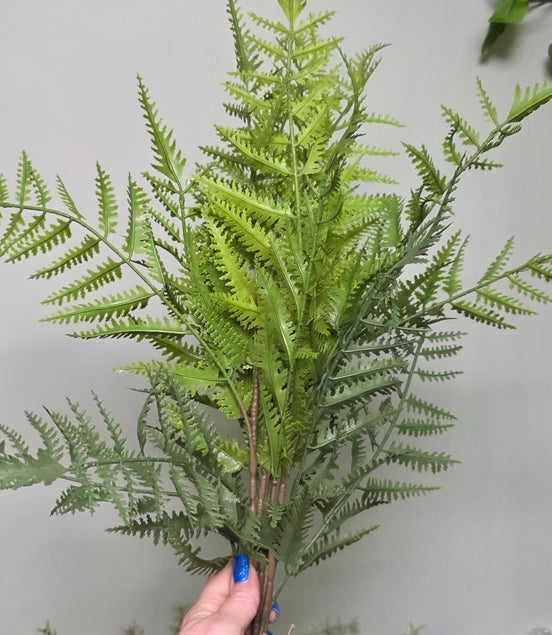 Tree Fern Bunch