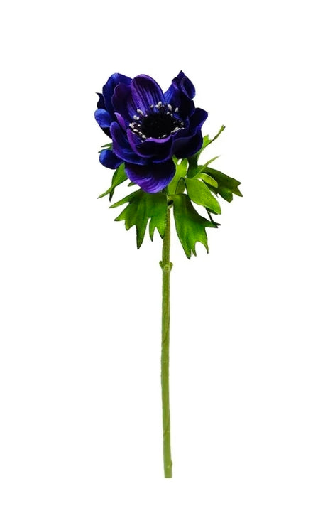 Anemone Deep Purple