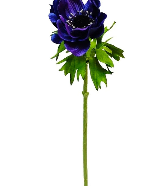 Anemone Deep Purple