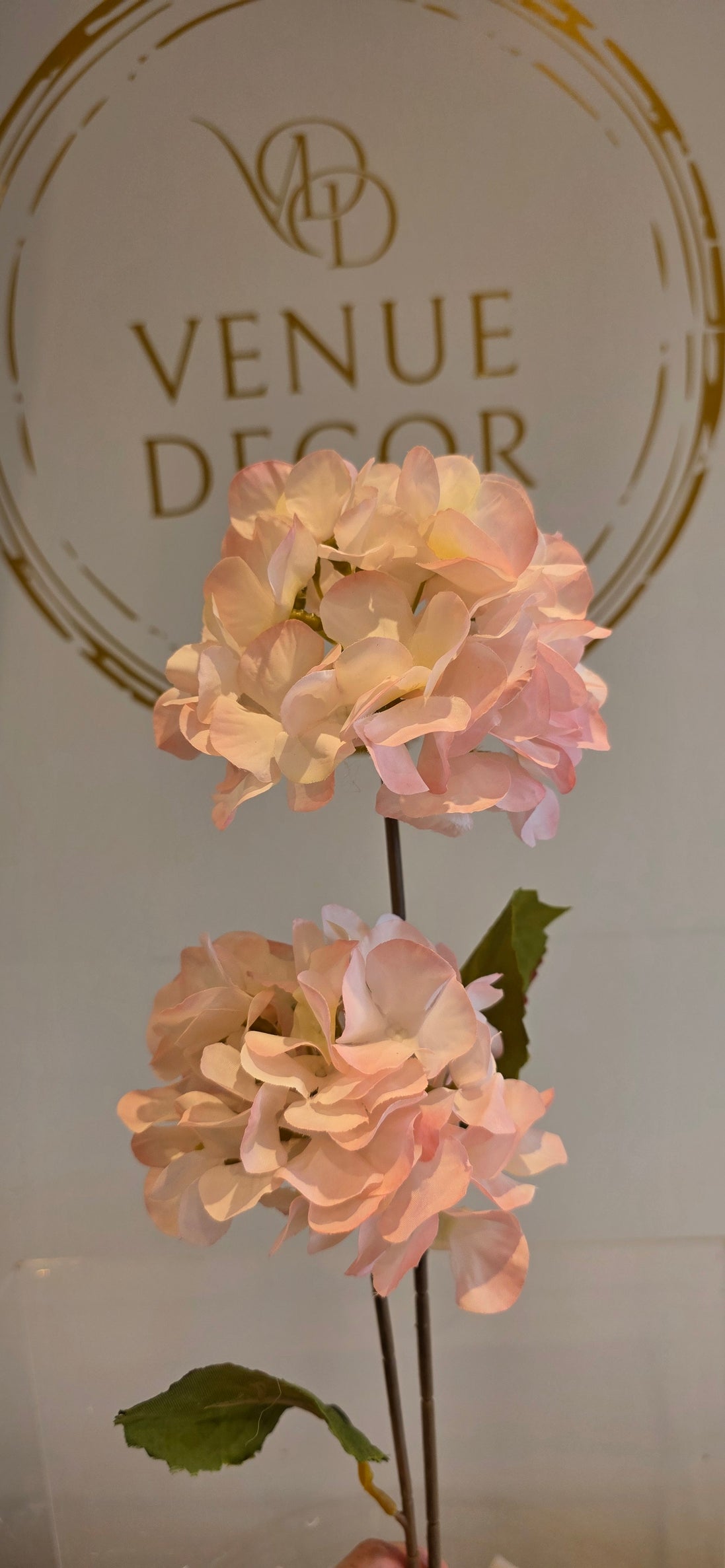 Hydrangea - 2 Headed Pink