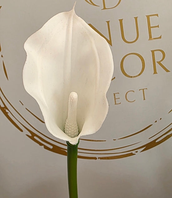 Calla Lily White - Large