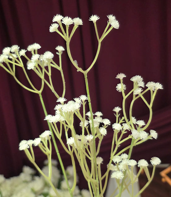Gypsophila - Standard