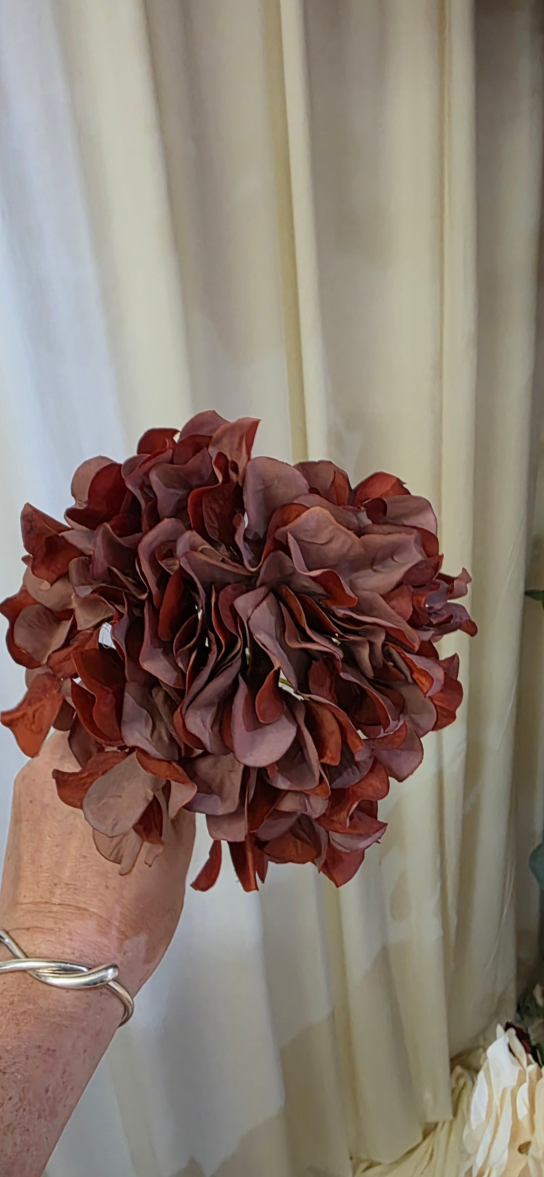Hydrangea - Chocolate