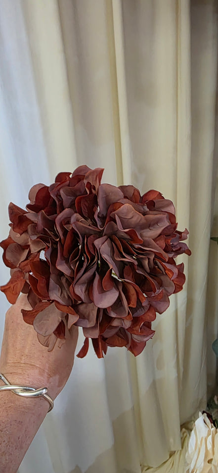Hydrangea - Chocolate